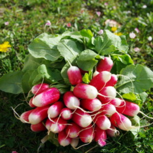 Botte de radis du jardin