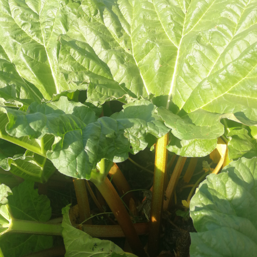 Rhubarbe du jardin