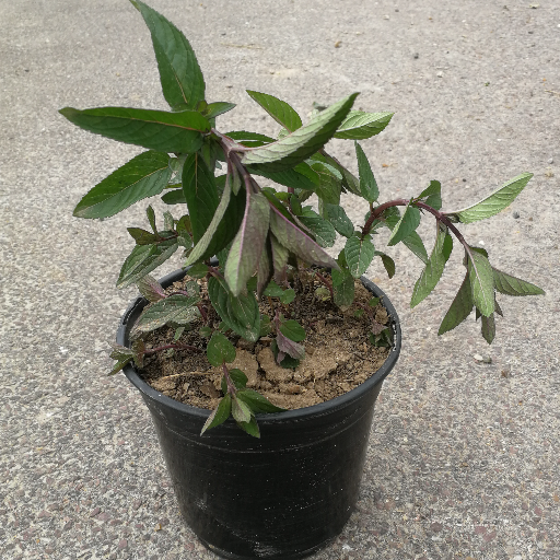 Plant de menthe chocolat