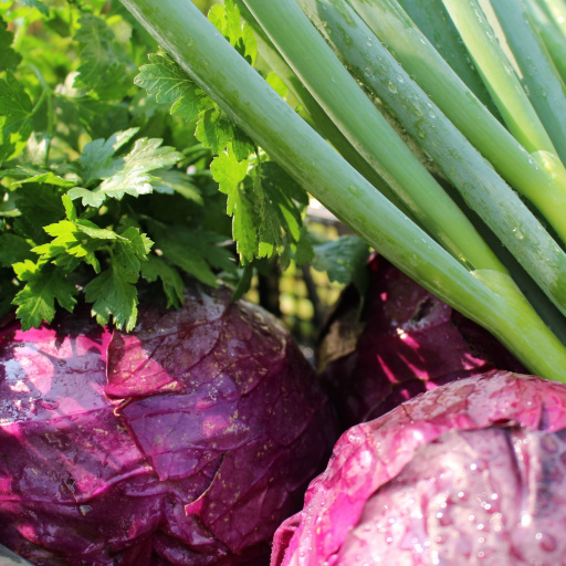 Compra Rotkohl [BIO] - Productos Locales | CrowdFarming