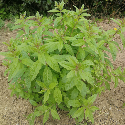 Verveine citronnelle du jardin