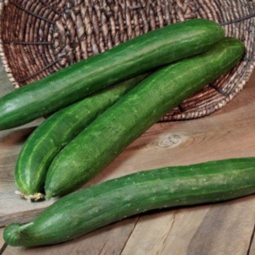Concombre lisse long