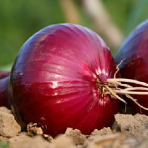 Oignons rouges frais