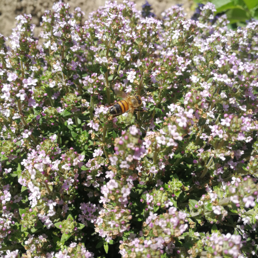 Thym du jardin