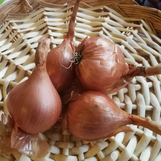 Échalotes de Jersey