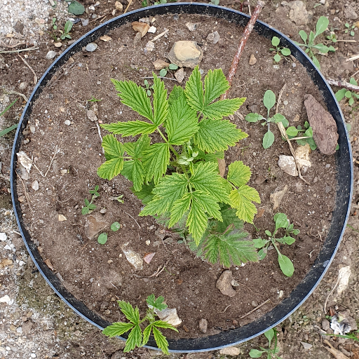 Plant de mûre x framboise