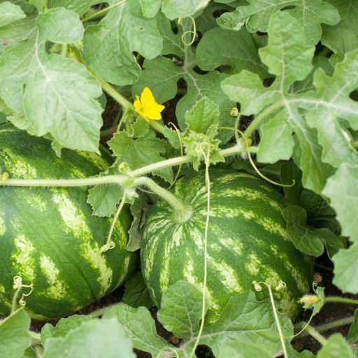 Buy Pastèque - Local Products | CrowdFarming