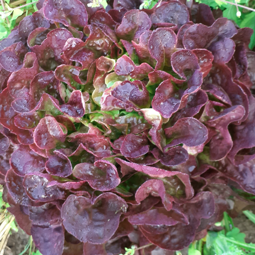 Feuille de chêne rouge