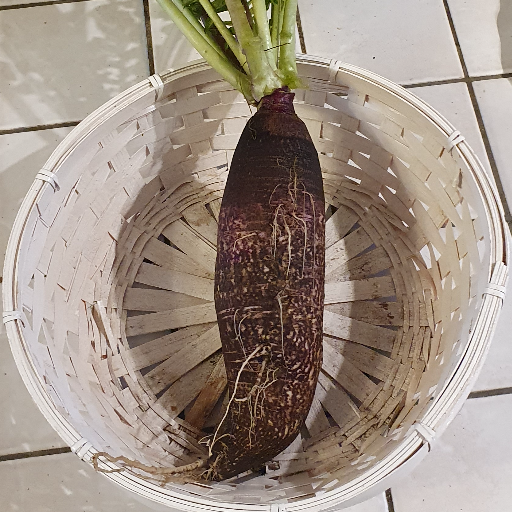 Radis violet de Gournay