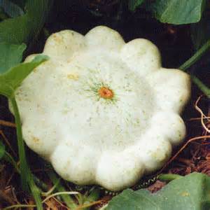 Culture du Romarin au jardin aromatique, de la plantation à la récolte