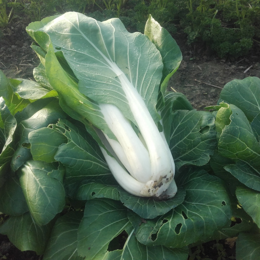 Buy Paksoy / Chou Paksoy - Local Products | CrowdFarming