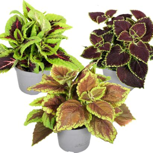 Buy Plant - kamer - Siernetel in bio potgrond - Local Products ...