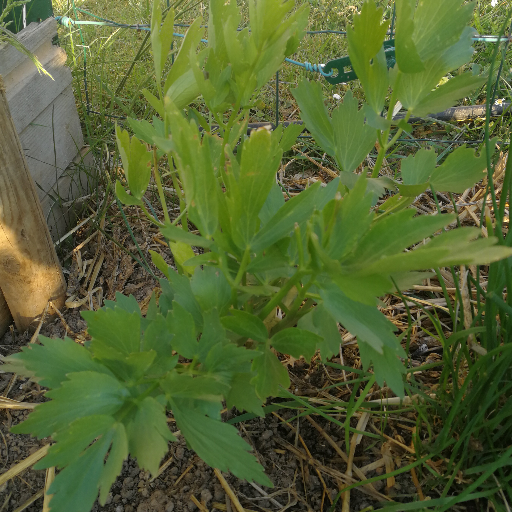 Céleri perpétuel du jardin