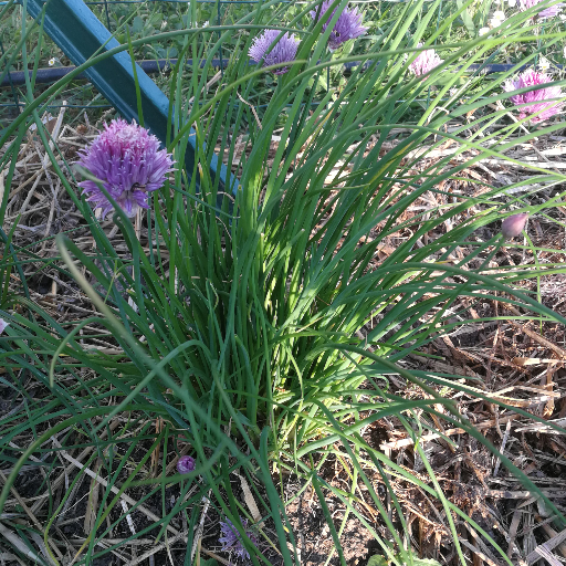 Ciboulette du jardin