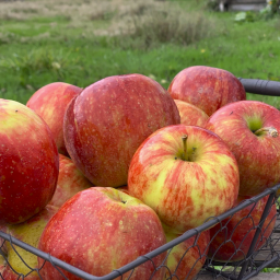 Pomme JONAGOLD