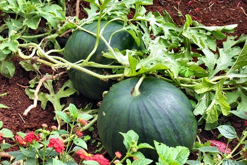 Buy PLANT DE Pastèque - Local Products | CrowdFarming
