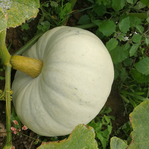 Part de citrouille blanche