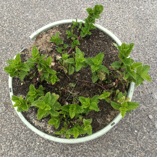 Plant de menthe crépue