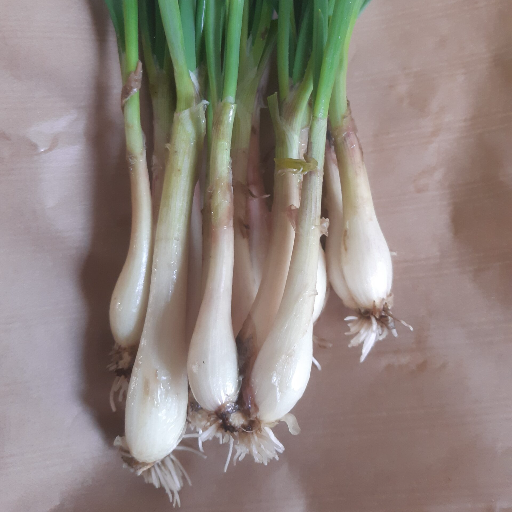 Échalotes fraîches