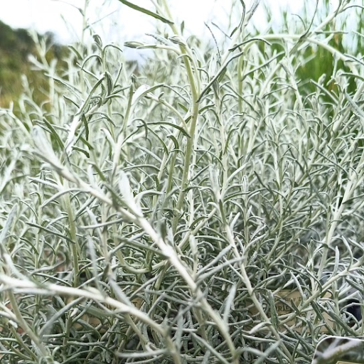 gaura plant Gaura, 