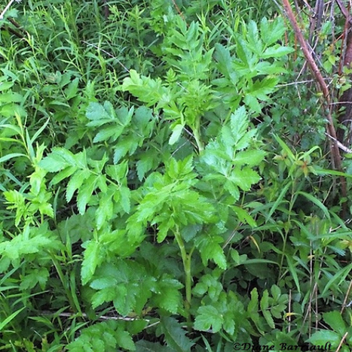 Feuilles de panais sauvage