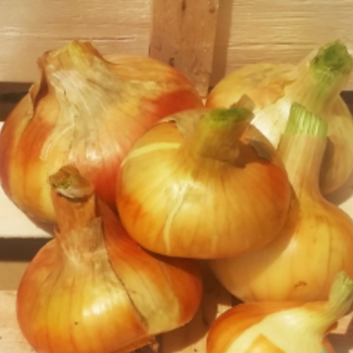 Oignons jaune paille frais