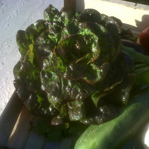 Buy SALADE ROUGETTE BIO - Local Products | CrowdFarming