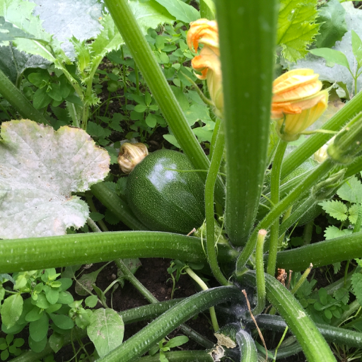 Buy Winter Zucchini grün, rund - Local Products | CrowdFarming