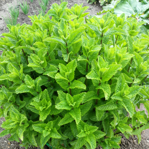 Menthe du jardin