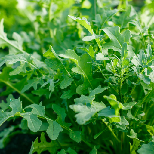 Buy Rucola - Wilde Rauke [BIO] - Local Products | CrowdFarming
