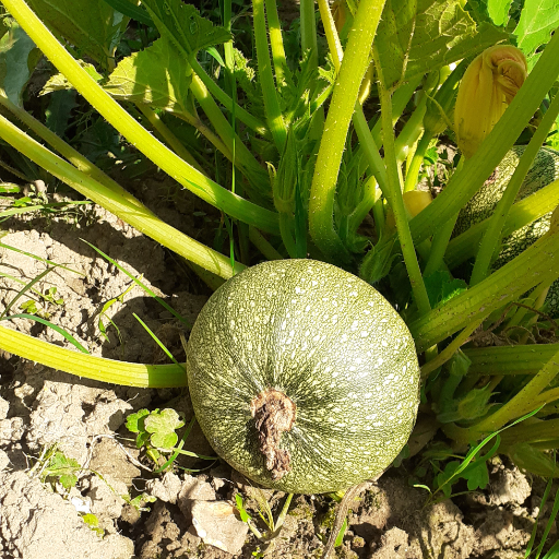 Courgette ronde
