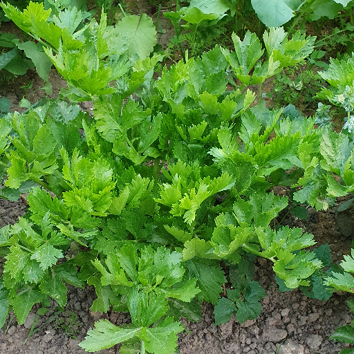 Brins de céleri branche