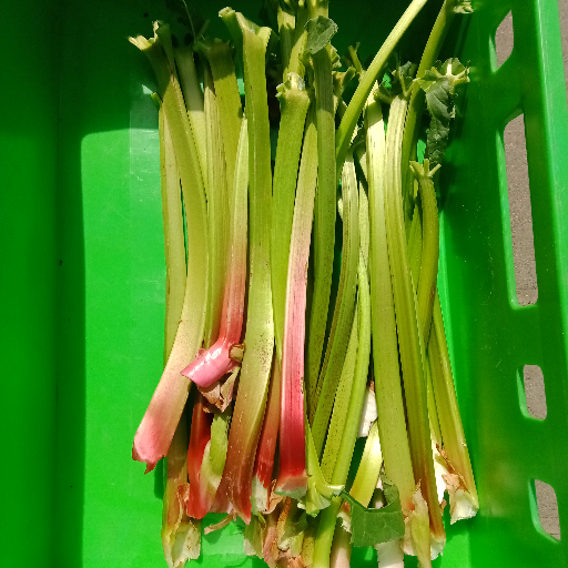 Buy Rhabarber - Local Products | CrowdFarming