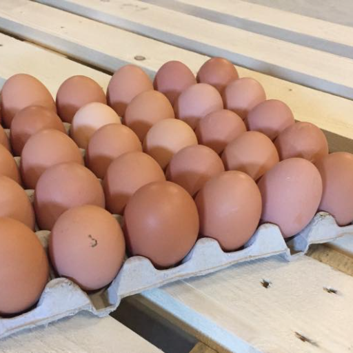 Petits Œufs bio par 12